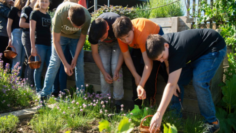 Junge Teilnehmende ernten gemeinsam Kräuter im Außenbereich.