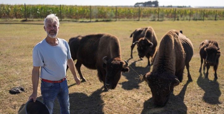 Landwirt mit einer Bisonherde auf der Weide nahe einem Maisfeld.