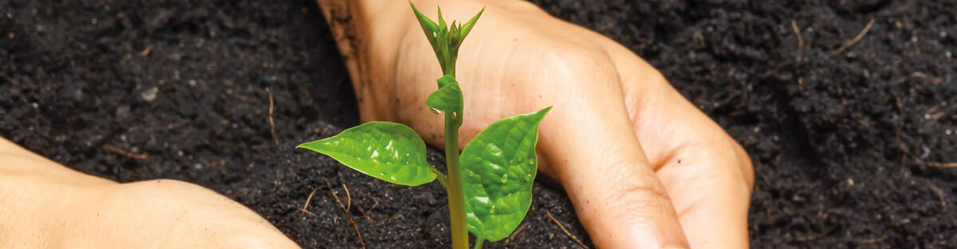 5 Sustainability Tips to Create an Environmentally Friendly Restaurant.