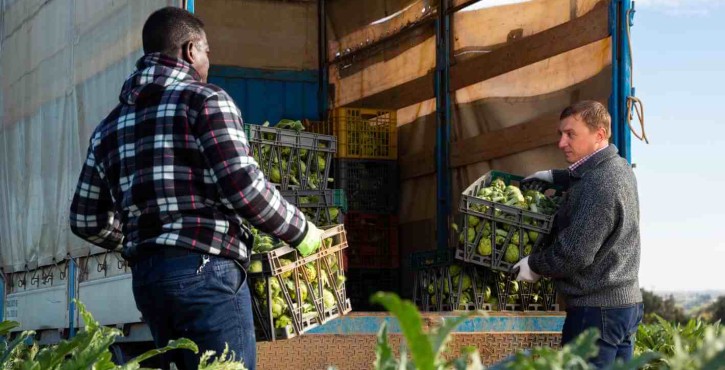 A black farmer and a white farmer load plastic crates of artichokes into the back of a lorry, situated in a farming crop field.