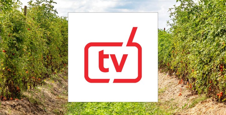 RATIONAL TV logo in red on white background overlaid on a lush tomato field with ripe fruit and cloudy sky