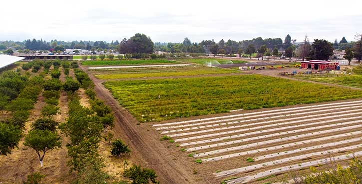 Aerial view of an expansive agricultural field with organized rows of crops and trees, with a red building on the right.